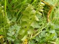 Botrychium lunaria